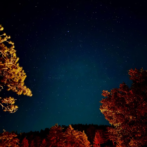 Meet your Posher, Rose - Picture 1 of 1